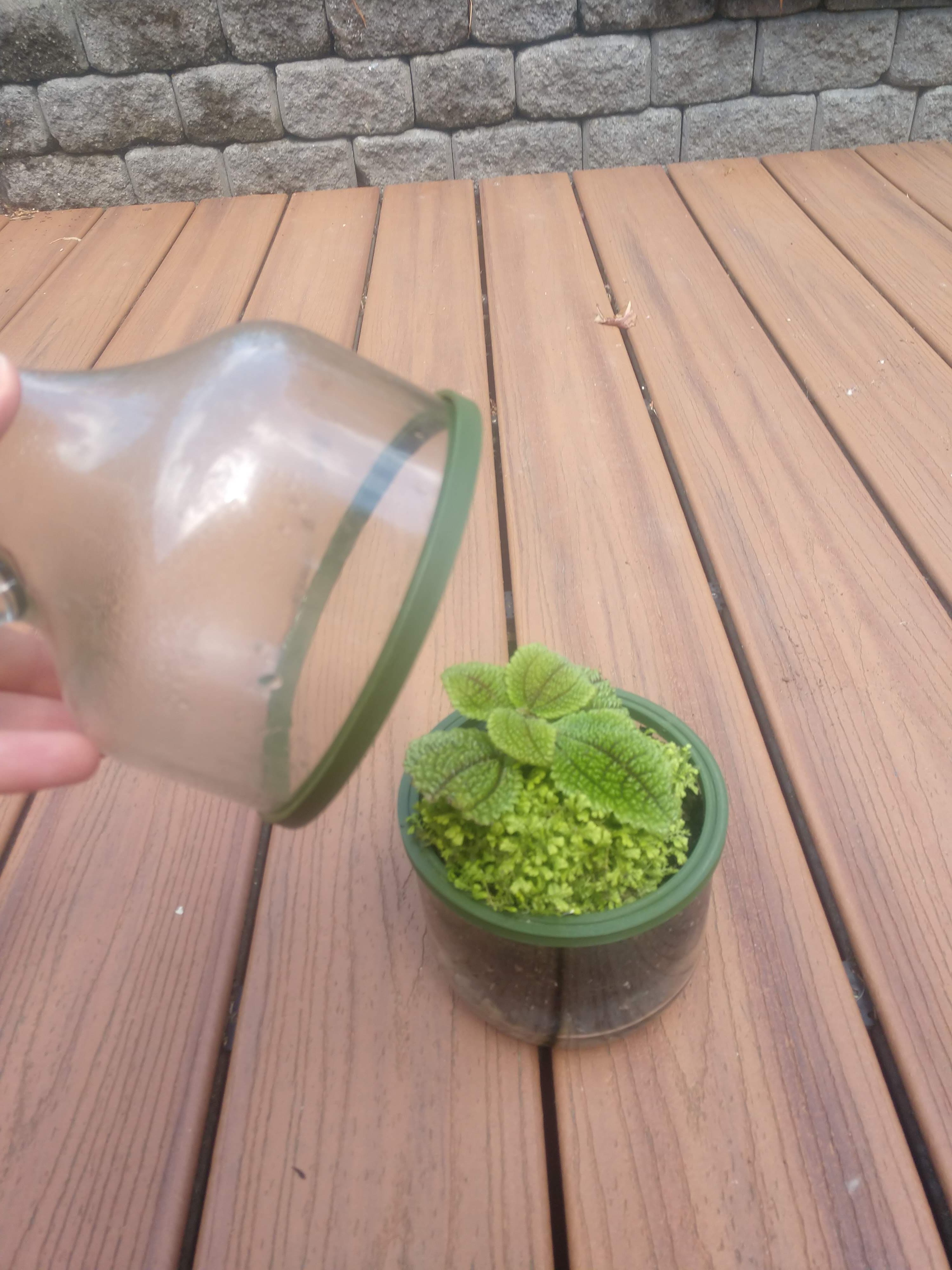 Update: Plants in a bottle